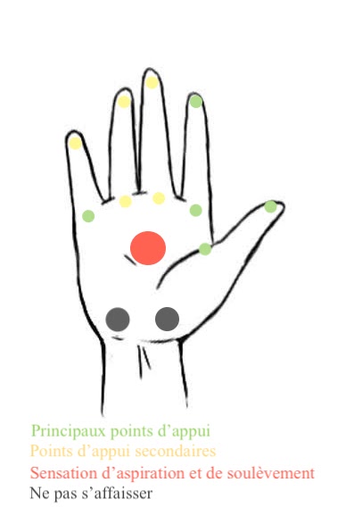 Bien se positionner au yoga : les mains. Illustration des points d'appui de la main sur le sol