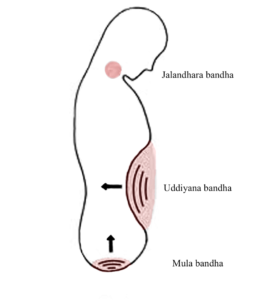 Illustration des bandhas : mulabandha, uddiyana bandha, jalandra bandha