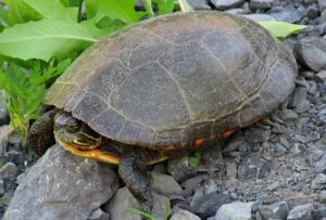 Bien se positionner au yoga : dégager la nuque. Image d'une tortue, la tête rentrée