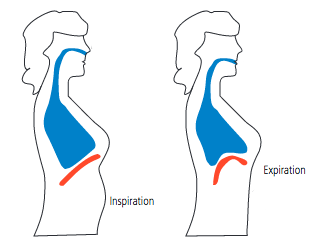 Schema illustrant le diaphragme pendant la respiration