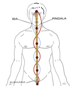 Représentation des nadis Ida, Lingala et Sushumna