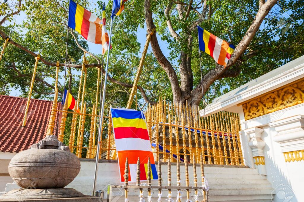 Photo de l'arbre de la Bodhi à Anuradhapura