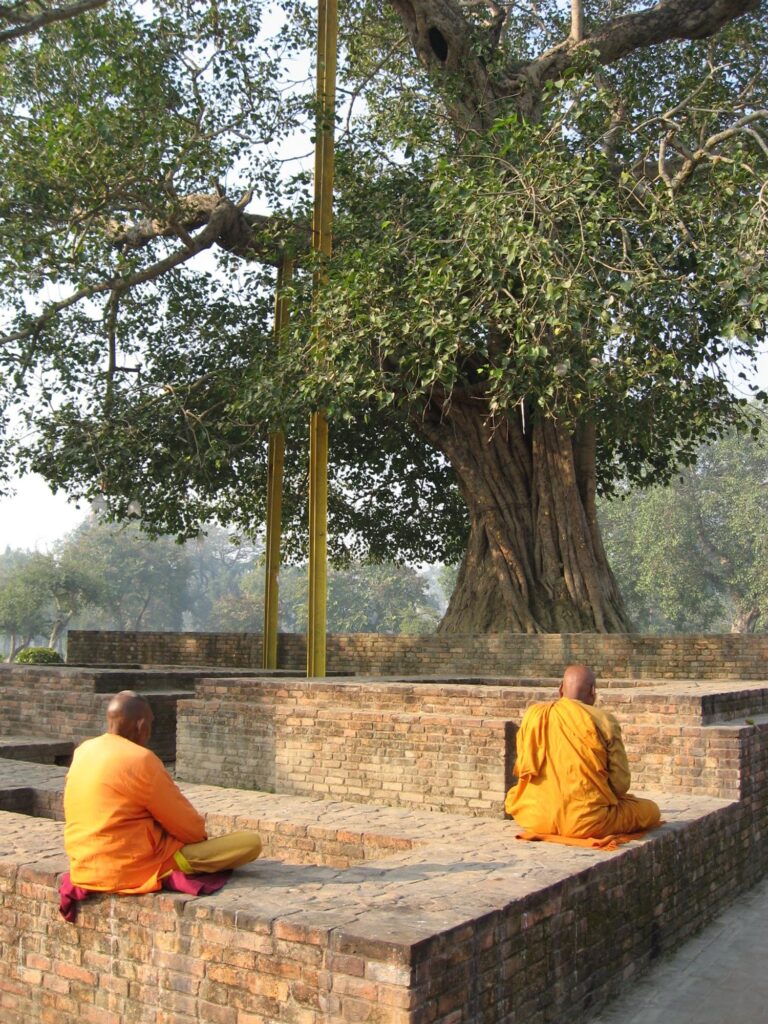 Photo de l'arbre de la Bodhi à Sravasti