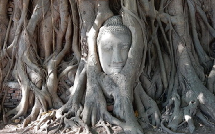 Photo de l'arbre de la Bodhi à Ayutthaya (Thaïlande)