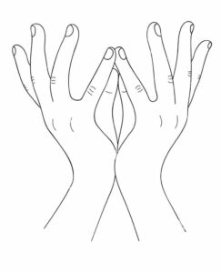 Illustration de padma mudra : pouces et petits doigts joints, les autres doigts ouverts, pour former une fleur qui s'ouvre