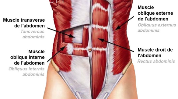 Illustration des abdominaux