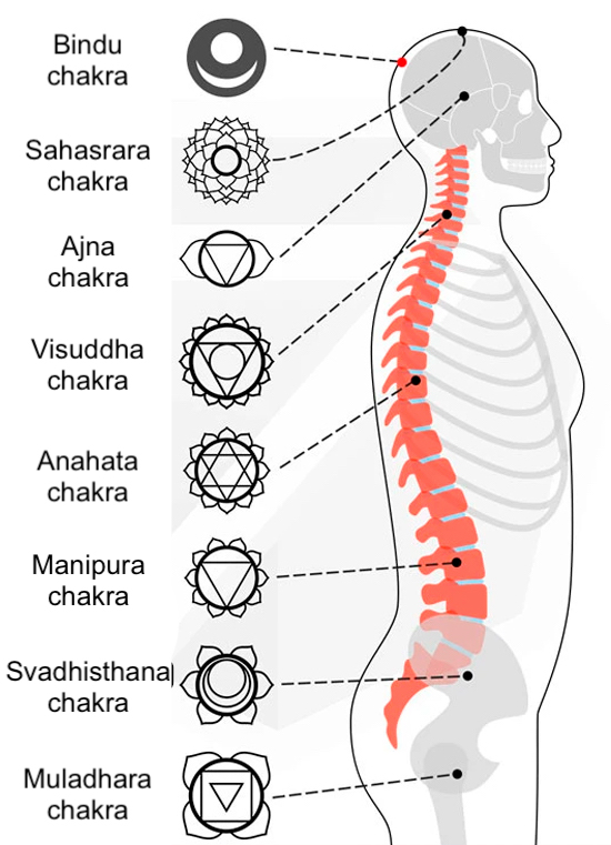 Illustration des 7 chakras principaux et du Chakra Bindu entre le 6e et le 7e